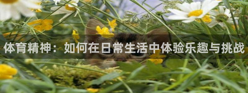 球速体育